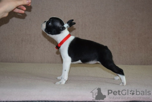 Additional photos: Boston terrier puppies