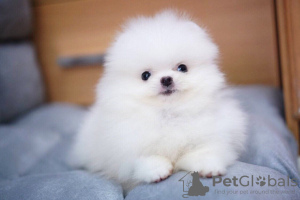 Photo №4. I will sell pomeranian in the city of Berlin. private announcement, breeder - price - 423$