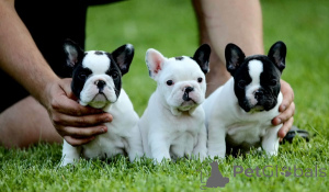 Photo №2 to announcement № 160167 for the sale of french bulldog - buy in Serbia breeder