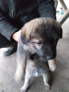 Additional photos: German shepherd puppies for sale