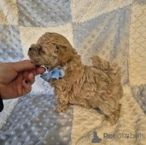 Photo №1. maltipu - for sale in the city of Augustdorf | negotiated | Announcement № 167673