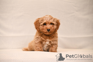 Additional photos: Havanese Bichon puppies