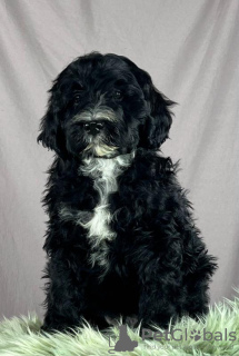 Photo №2 to announcement № 84090 for the sale of portuguese water dog - buy in Serbia breeder
