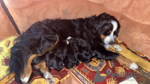Photo №1. bernese mountain dog - for sale in the city of Belgorod | 700$ | Announcement № 14694