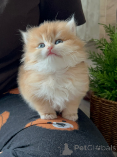 Photo №1. persian cat - for sale in the city of Bremen | negotiated | Announcement № 165344