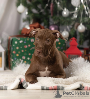 Photo №4. I will sell american pit bull terrier in the city of St. Petersburg. breeder - price - 552$