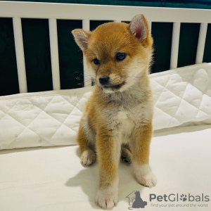 Photo №1. shiba inu - for sale in the city of Bergen | negotiated | Announcement № 85279