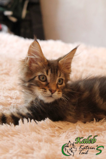 Photo №2 to announcement № 6996 for the sale of maine coon - buy in Russian Federation private announcement, from nursery, breeder