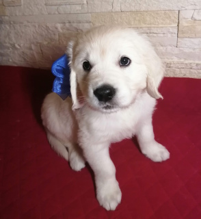Photo №2 to announcement № 5181 for the sale of golden retriever - buy in Russian Federation from nursery