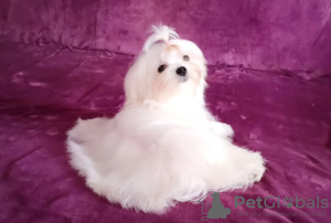 Photo №1. maltese dog - for sale in the city of Долинская | negotiated | Announcement № 36520