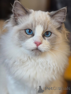 Photo №2 to announcement № 157130 for the sale of ragdoll - buy in Ireland breeder