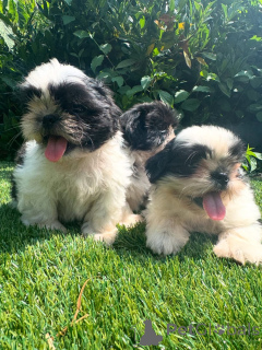 Photo №1. shih tzu - for sale in the city of DEBRECEN | negotiated | Announcement № 160843