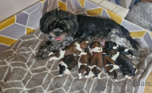 Photo №1. shih tzu - for sale in the city of Hartford | 600$ | Announcement № 147676