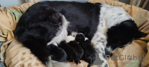 Photo №4. I will sell border collie in the city of Sofia. private announcement - price - negotiated