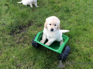 Additional photos: Champion Bloodline Golden Retriever Puppies available now with documents