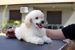 Additional photos: Toy Poodle puppies