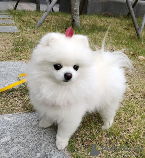 Photo №2 to announcement № 11437 for the sale of pomeranian - buy in United States breeder