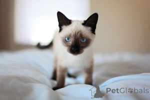 Photo №1. siamese cat - for sale in the city of Lauterbrunnen | 361$ | Announcement № 169331