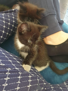 Photo №3. Majestic and Loving Norwegian Forest Cat for Sale. Belgium