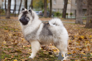 Photo №1. german spitz - for sale in the city of Novosibirsk | negotiated | Announcement № 8039