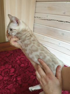 Photo №2 to announcement № 1486 for the sale of bengal cat - buy in Russian Federation from nursery