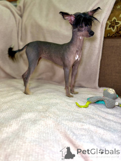 Photo №2 to announcement № 169130 for the sale of chinese crested dog - buy in Belarus breeder