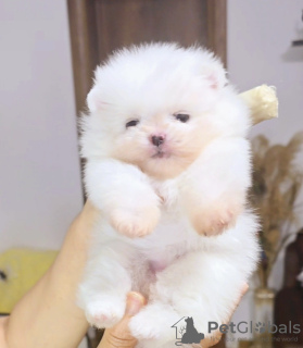 Photo №1. pomeranian - for sale in the city of Belgrade | negotiated | Announcement № 110673