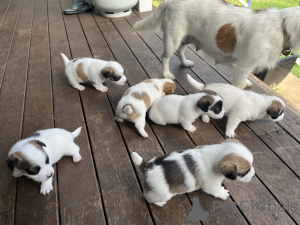 Photo №2 to announcement № 158819 for the sale of jack russell terrier - buy in Belgium private announcement