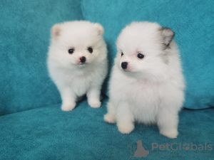 Photo №4. I will sell german spitz in the city of Tbilisi. private announcement - price - 1800$