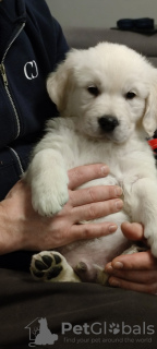 Photo №3. Golden Retriever FCI. Poland