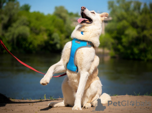 Additional photos: Smart, handsome former pet Almaz from the shelter to good hands