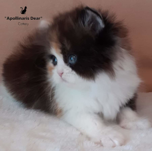 Photo №2 to announcement № 6182 for the sale of british longhair - buy in Russian Federation from nursery, breeder