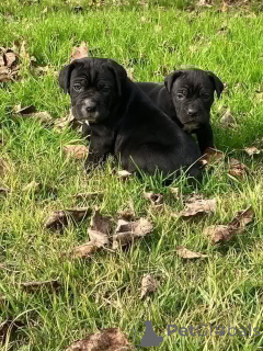 Photo №1. cane corso - for sale in the city of Aalborg | 1$ | Announcement № 173402