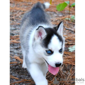 Photo №1. siberian husky - for sale in the city of Berlin | 317$ | Announcement № 62339