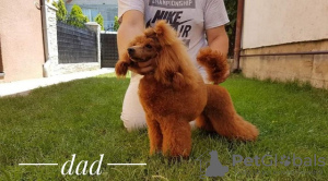 Additional photos: Premium red poodles