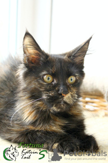 Photo №4. I will sell maine coon in the city of St. Petersburg. private announcement, from nursery, breeder - price - 246$