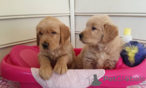 Photo №1. golden retriever - for sale in the city of Yassy | negotiated | Announcement № 160034