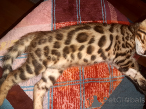 Photo №4. I will sell bengal cat in the city of Krasnodar. from nursery, breeder - price - 388$