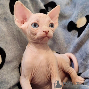 Photo №1. sphynx cat - for sale in the city of Berlin | negotiated | Announcement № 107655