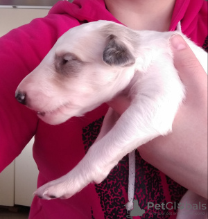 Photo №4. I will sell borzoi in the city of Tyumen. from nursery - price - 408$