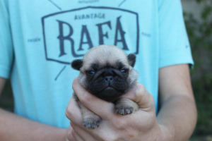Photo №1. pug - for sale in the city of Krasnodar | 201$ | Announcement № 3417