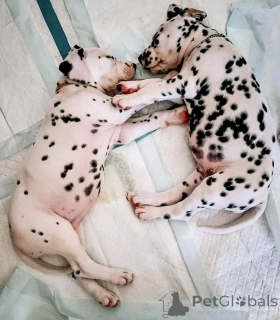 Photo №3. Dalmatian puppies available for adoption. United States