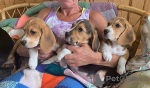 Photo №4. I will sell beagle in the city of Берлинген. private announcement - price - Is free