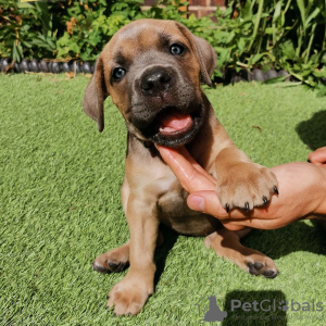 Additional photos: cane corso