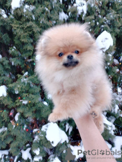 Photo №1. pomeranian - for sale in the city of Москва | negotiated | Announcement № 11492