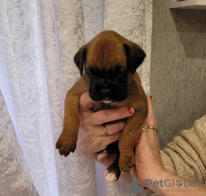 Photo №3. Boxer puppies for sale. United States