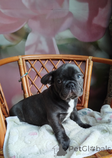 Photo №2 to announcement № 162355 for the sale of french bulldog - buy in Belarus private announcement