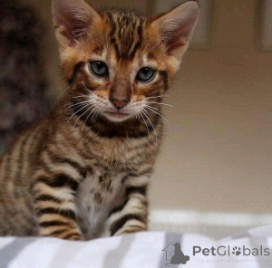 Photo №4. I will sell toyger in the city of Helsinki. private announcement, breeder - price - 310$