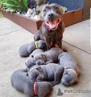 Photo №1. staffordshire bull terrier - for sale in the city of Vilnius | negotiated | Announcement № 159983