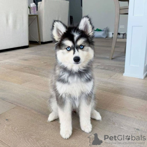 Photo №1. siberian husky - for sale in the city of Warsaw | negotiated | Announcement № 56833